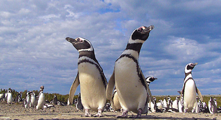 argentina peninsula valdes patagonia magellanic penguins header