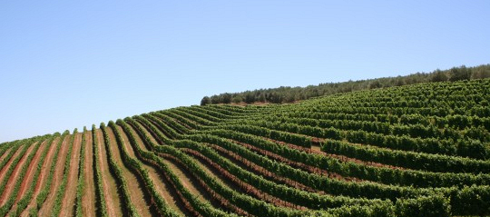 Il Sudafrica dei vini: alla scoperta delle Winelands